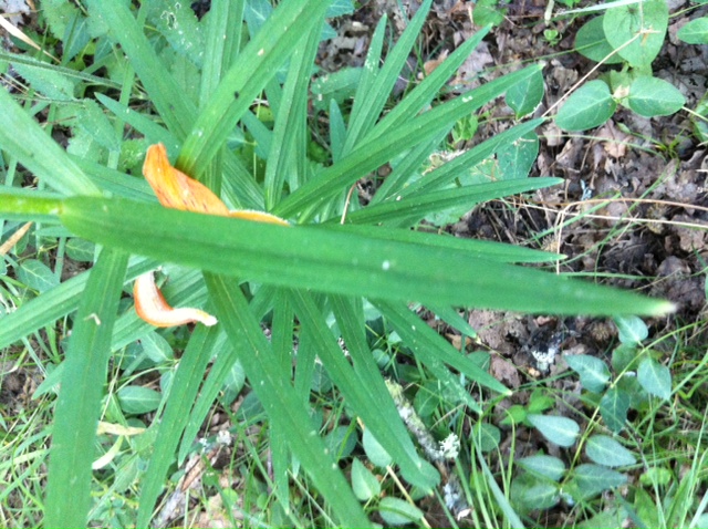 Lilium bulbiferum subsp. croceum